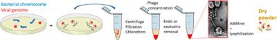 Design of respirable sprayed microparticles of encapsulated bacteriophages